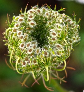 Daucus carota - these seeds are the source for Carrot Seed essential oil