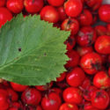 Plant Profile: Hawthorn Berry