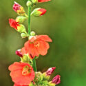 Malvaceae for Herbalists