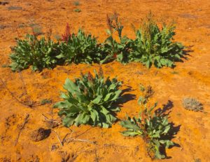 Canaigre, Desert rhubarb, Rumex hymenosepalus
